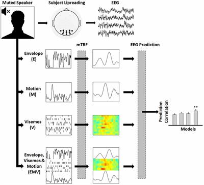 Visual Cortical Entrainment to Motion and Categorical Speech Features during Silent Lipreading